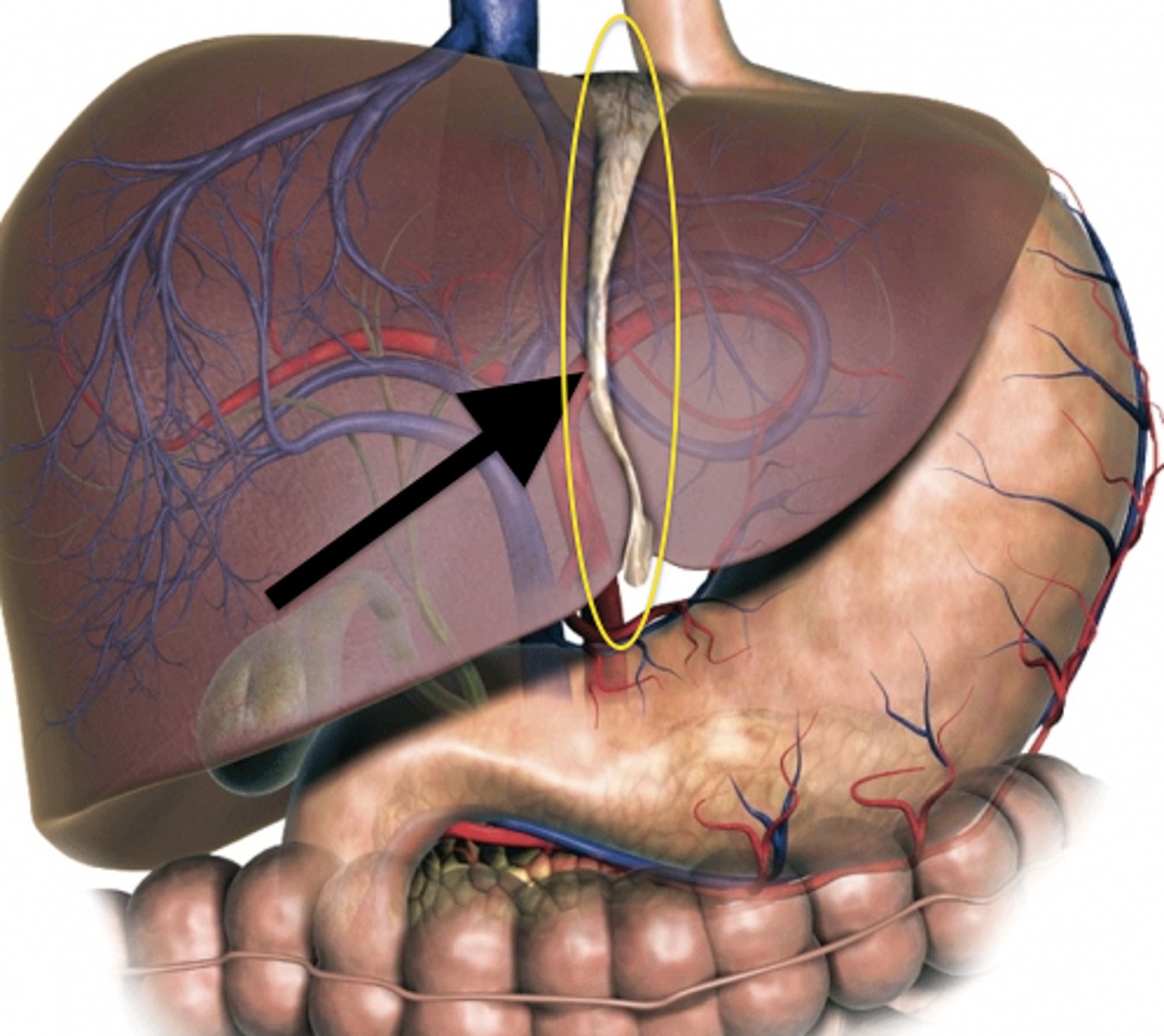 <p>L and R sides are functionally independent</p><p>-divided by the falciform ligament</p><p>- contains its own blood supply from hepatic artery and portal vein</p><p>-contains its own venous and biliary drainage</p>