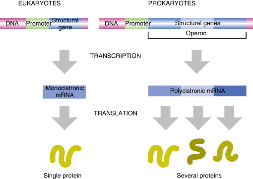 <p>In bacteria, <strong>one mRNA can contain <u>multiple </u>cistrons</strong>. What does this mean?</p>