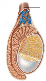 <p><span>Identify this structure:</span></p>