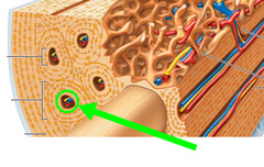 <p>Channel in bone that contain blood vessels; runs vertical</p>