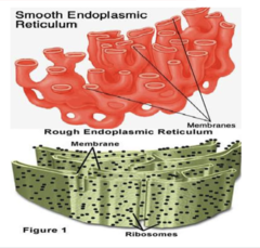 <p>What is the largest organelle in the cell?</p>