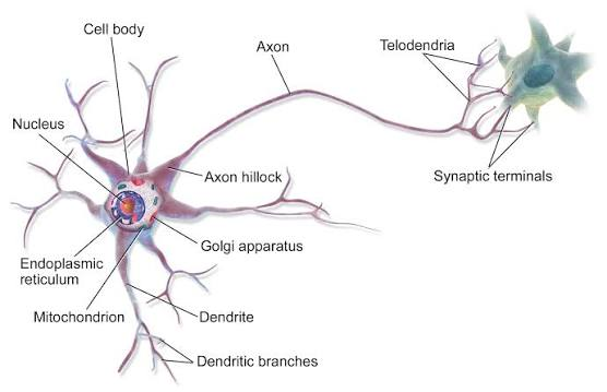 <p>what type of neuron is shown</p>