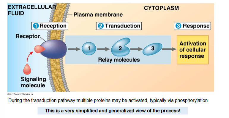 <ol><li><p>reception</p><ul><li><p>signalling protein (primary messenger) binds to a receptor protein</p></li><li><p>results in shape and/or chemical state change in the receptor protein</p></li></ul></li><li><p>transduction</p><ul><li><p>altered receptor activates a another protein, e.g. G-protein/adenylyl cyclase</p></li><li><p>the activated protein (often an enzyme) may cause a relay of changes </p></li><li><p>relay molecules known as ‘secondary messengers’, e.g. cAMP, IP<sub>3</sub></p></li><li><p>multiple other proteins may be activated</p></li><li><p>each activated protein causes a series of changes, this is often via phosphorylation — known as a phosphorylation cascade</p></li></ul></li><li><p>response</p><ul><li><p>all of the activated protens cause one or more functions to occur in the cell</p></li><li><p>this is where the cell actually does something</p></li></ul></li></ol><p></p>