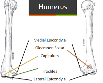 <ul><li><p>medial epicondyle </p></li><li><p>olecranon fossa</p></li><li><p>capitulum </p></li><li><p>trochlea </p></li><li><p>lateral epicondyle </p></li></ul><p></p>
