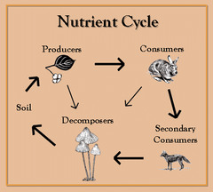 <p>chemical substance that an organism needs to sustain life</p>