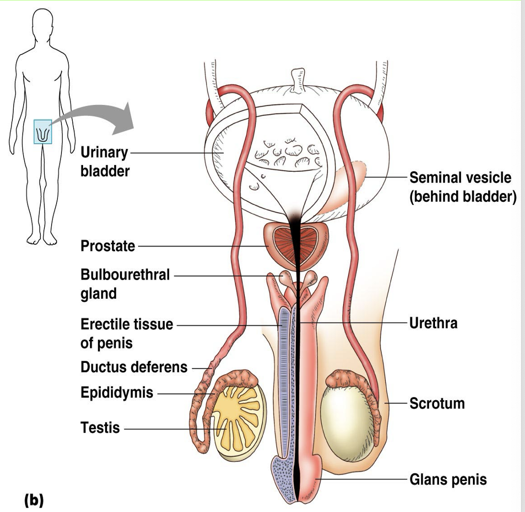 <p>For the four male reproductive accessory ducts, how many of them are in one healthy male?</p>