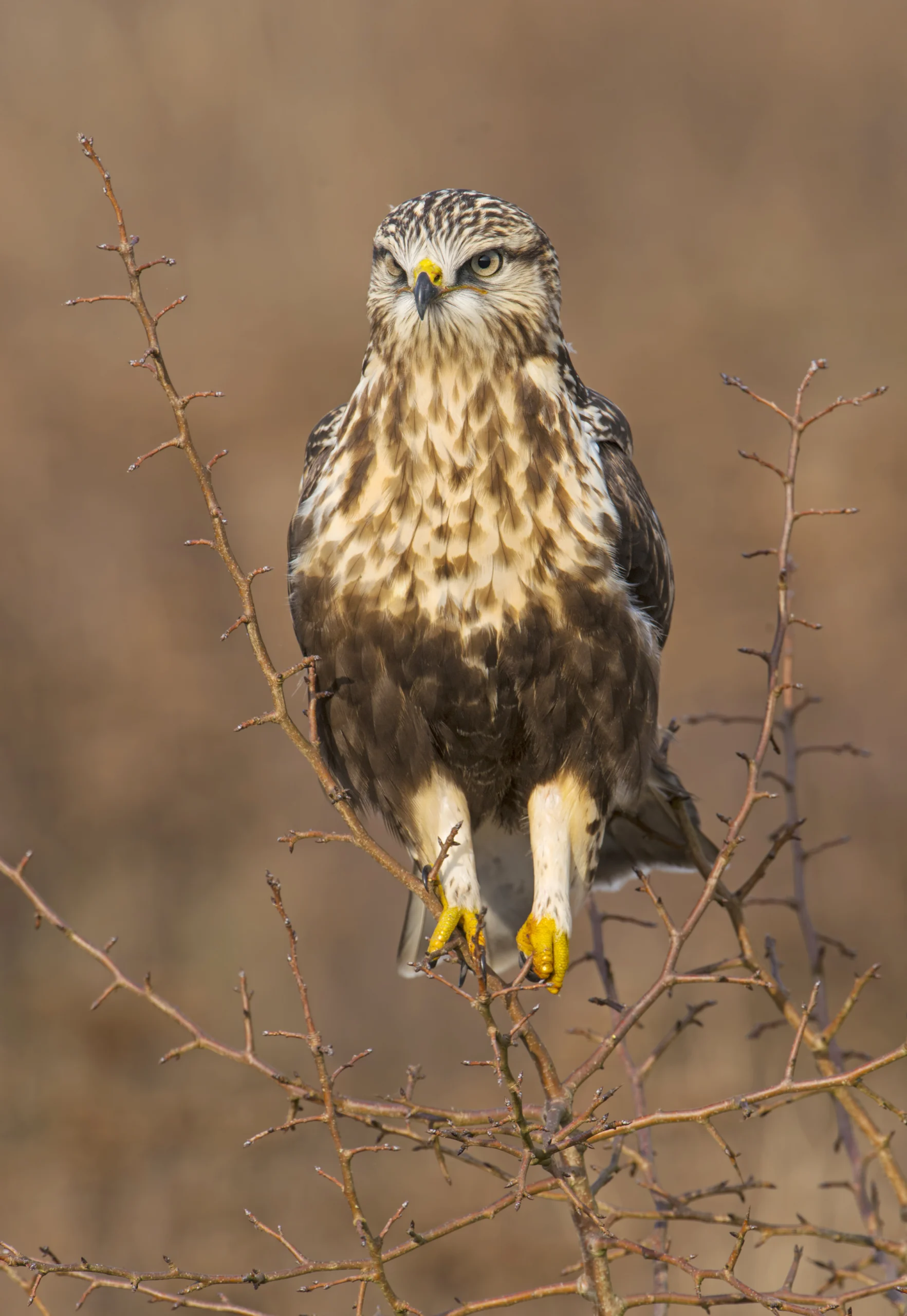 <p>Rough-legged hawk</p>