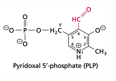 <p>Prosthetic group</p><p>Transfer of groups to and from amino acids</p>