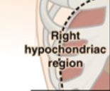 <p>Which digestive organs are in the right hypochondriac?</p>