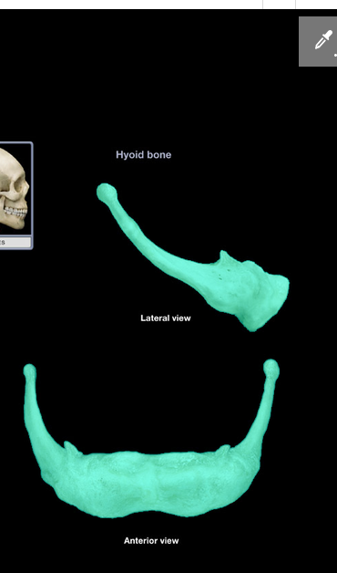 <p>Hyoid bone</p>