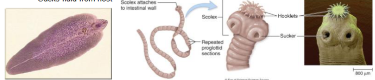 <p>helminths - parasitic worms</p><ul><li><p>cestodes - flatworms</p><ul><li><p>tapeworms (beef and pork)</p></li><li><p>remain in GI tract and rob host of nutrients or migrate to muscles and encysts</p></li><li><p>hooklets attach to intestinal wall</p></li></ul></li><li><p>trematodes - flukes</p><ul><li><p>found in lakes and ponds</p></li><li><p>transmitted through undercooked crayfish</p></li><li><p>sucks fluid from host</p></li></ul></li></ul><p></p>