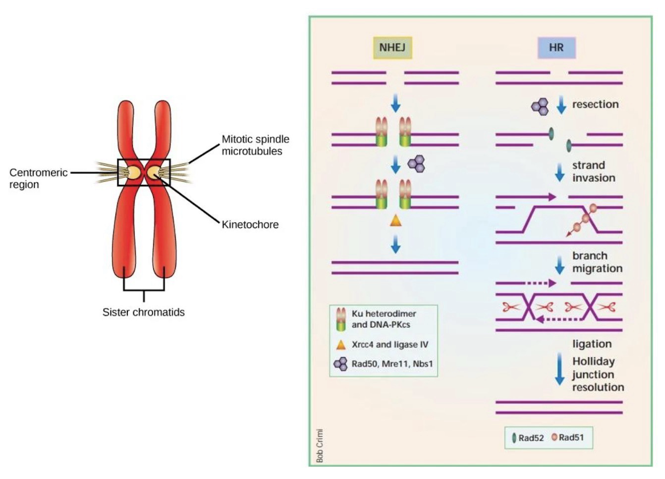 <p><strong>Homologous Recombination Repair (HRR) </strong>can also repair a <strong>double-strand break</strong> in DNA after DNA has been replicated</p><p>HRR only can be used during S and G2 phases because the <strong>Template</strong> for this reaction is a sister chromatid; <strong>BRCA1/2 </strong>involved in strand invasion; Mutation in BRCA1/2 is highly correlated to cancer development (Especially Breast and Uterine cancer)</p><p>Strand invasion: Detecting, grabbing and bringing broken chromosome to sister chromatid for repair</p><p>No genetic information is lost as a result of HRR, so this is an <strong>error-free repair mechanism</strong></p>