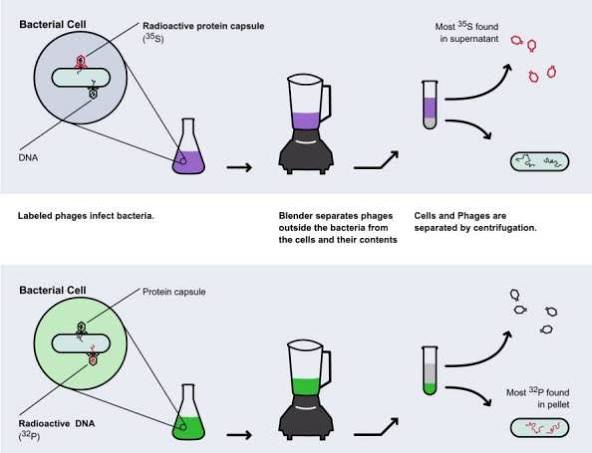 <p>- In 1952, to determine the genetic material in the phage T2, Hershey and Chase designed an experiment to show that only one of the two components (DNA or proteins) enter an E. Coli cell during infection</p><p>- Hershey and Chase labeled the DNA of phages with a radioactive P isotope and their protein coats with a radioactive S isotope (to track which component entered bacteria during infection).</p><p>- After infecting <em>E. coli</em> and using a blender to remove empty phage coats (made out of proteins), they found that only the P-labeled DNA entered the cells, providing conclusive evidence that DNA was the genetic material</p>