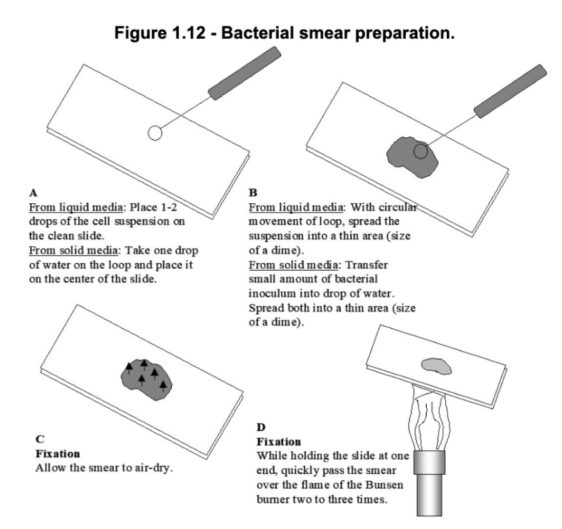 <p>place 1-2 drops of cell on clean slide, spread on slide with sterilized loop, air dry, pass through flame 2-3 times.</p>