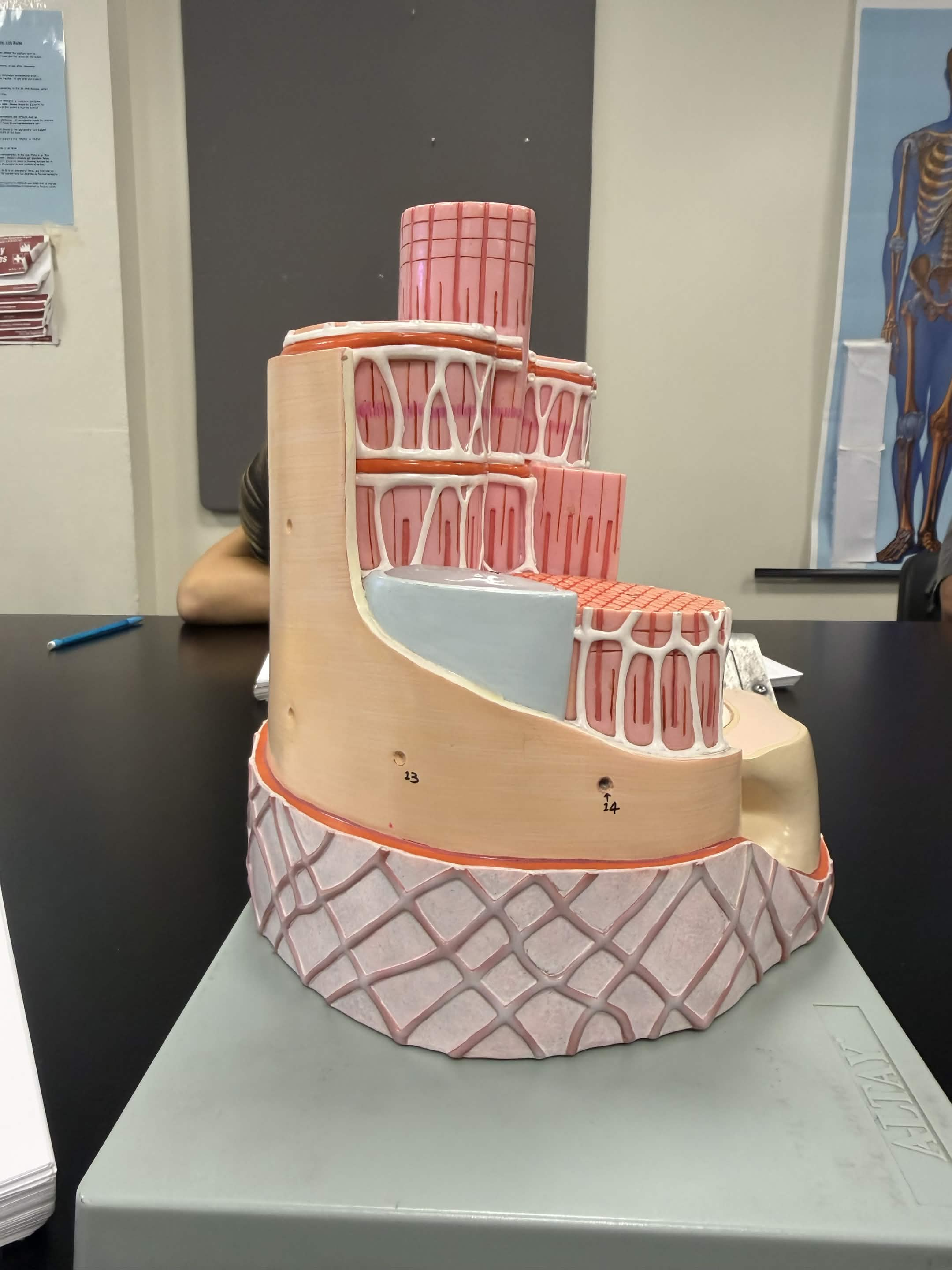 <p>most superficial layer (waffle cone)</p>