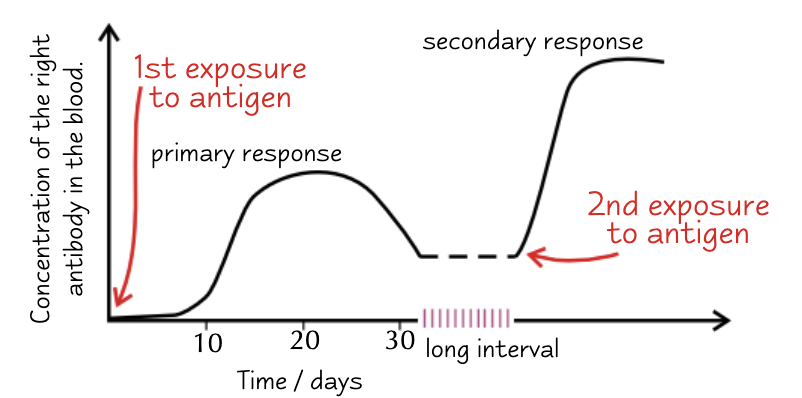 <ul><li><p>If the same pathogen enters the body again, the immune system will produce a quicker, stronger immune response — the secondary response.</p></li><li><p>Clonal selection happens faster. Memory B lymphocytes are activated and divide into plasma cells that produce the right antibody to the antigen. Memory T lymphocytes are activated and divide into the correct type of T lymphocytes to kill the cell carrying the antigen.</p></li><li><p>The secondary response often gets rid of the pathogen before you begin to show any symptoms.</p></li></ul><p></p>
