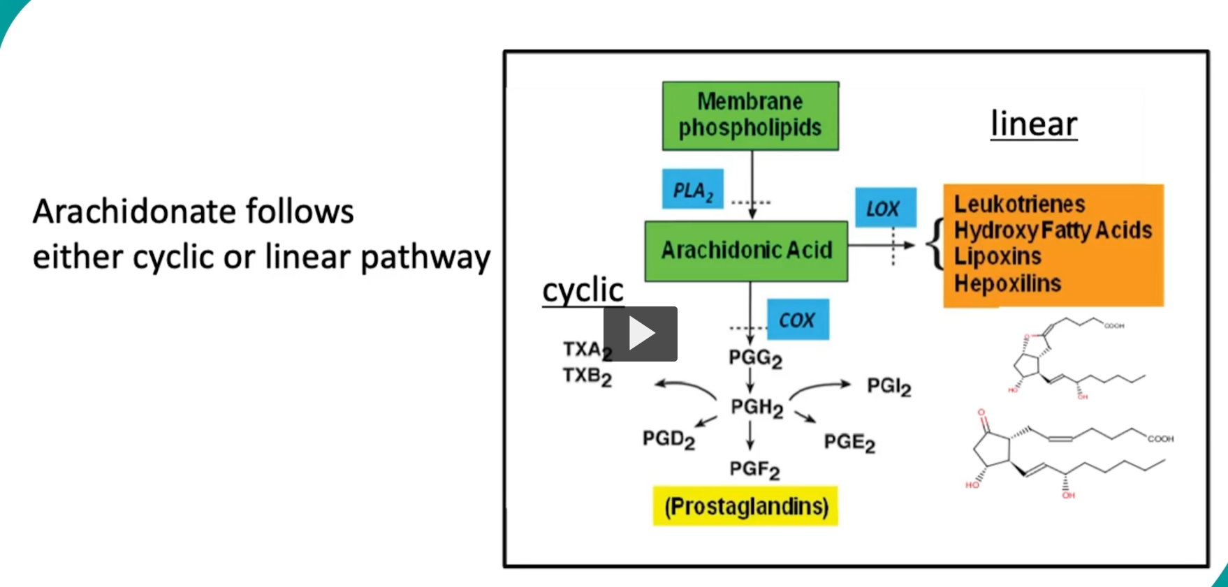 <p>to continue discussing the reactions that are taking place, </p><p>once arachidonic acid is free, it can follow TWO major metabolic pathways: 1. cyclic pathway (enzyme cyclooxygenase or COX) 2. linear pathway (enzyme lipooxygenase or LOX). </p><p>each of these pathways lead to distinct classes of eicosanoids that are produced with different physiological roles. </p><p></p>