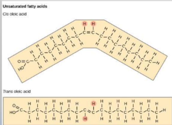 <p><span>Each double bond of an unsaturated fat may be in one of two positions</span></p><ul><li><p>Cis configuration: H on same side</p></li><li><p>Trans configuration: H on opposite side</p></li></ul><p></p>
