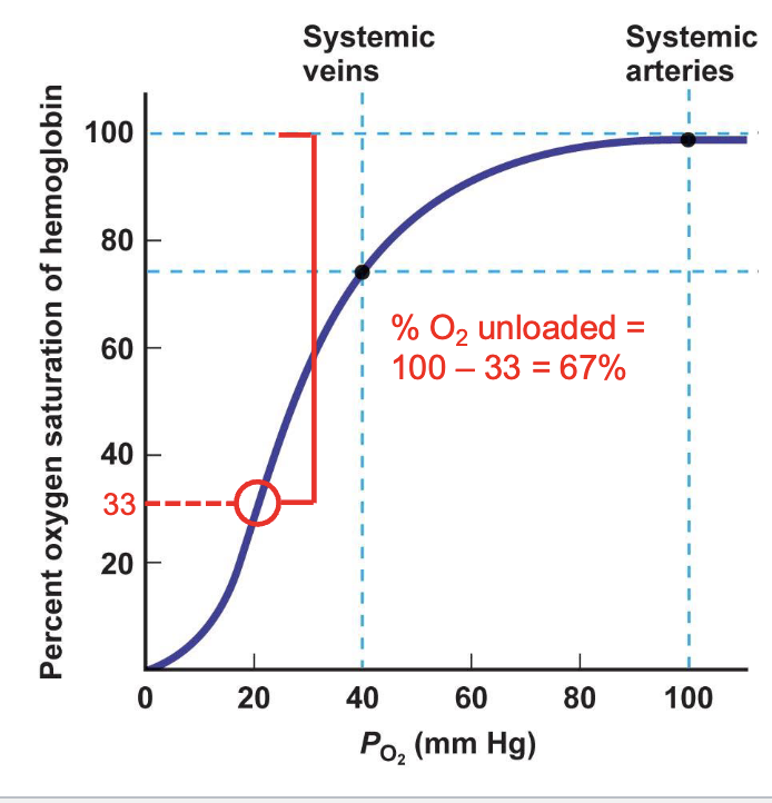 <ul><li><p>as O2 use increases in active tissues (increased metabolism), P<sub>O2</sub> in those tissues can drop to 20 mm Hg</p></li><li><p>percent oxygen saturation of hemoglobin drops </p></li><li><p>percent of oxygen unloaded drops</p></li></ul><p></p>