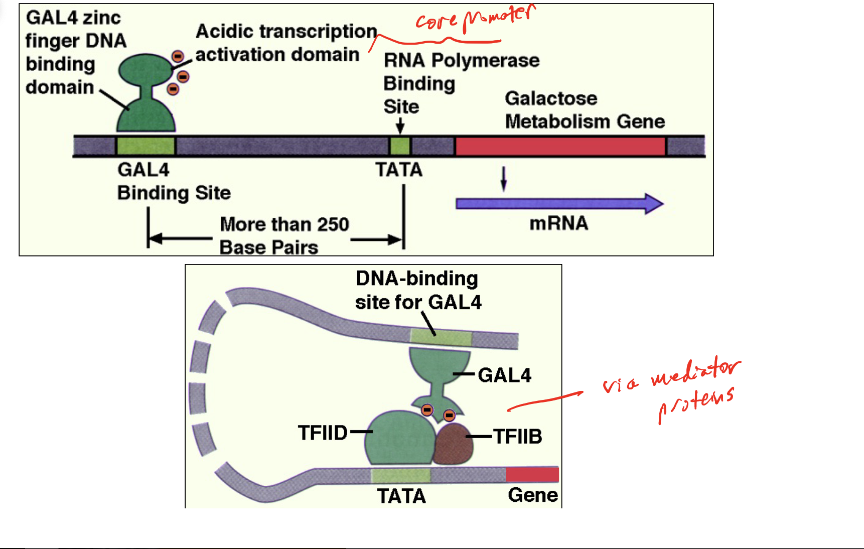 <p>GAL Genes (GAL1, GAL7, GAL10): Encode enzymes that convert galactose into glucose-1-phosphate, which can enter glycolysis.</p><p>GAL4: A specific transcription factor that acts as a positive regulator, activating GAL1, GAL7, and GAL10 when galactose is available.</p><p>GAL4 Structure: Contains two important domains:</p><ul><li><p>Zinc finger DNA-binding domain: Binds specific enhancer sequences.</p></li><li><p>Acidic activation domain: Helps recruit transcription machinery.</p></li></ul><p>How GAL4 Activates Transcription:</p><ol><li><p>GAL4 binds enhancers located upstream of GAL genes (more than 250 base pairs from the TATA box in the example).</p></li><li><p>DNA bends, bringing GAL4 near the core promoter.</p></li><li><p>GAL4 interacts with general transcription factors (TFIID, TFIIB), with help from mediator proteins.</p></li><li><p>RNA polymerase II initiates transcription of GAL genes.</p></li></ol><p>GAL4 Mutation: Without functional GAL4, adding galactose does not induce GAL1, GAL7, or GAL10 expression.</p><p>Coordinated Gene Expression: GAL1, GAL7, and GAL10 are not in an operon. Each has its own promoter and GAL4-binding regulatory sequences, allowing GAL4 to activate all three genes.</p>
