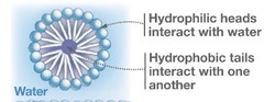<p>Thermodynamically stable structures of amphipathic compounds in water</p>
