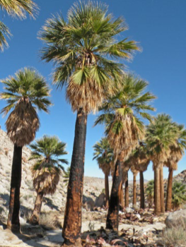 <p>Girth growth in palms / woody monocots</p>