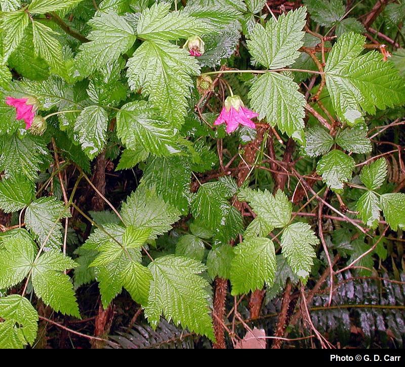 <p>if you fold the top leaf, it turns into a butterfly! 3 leaflets per leaf, pink flowers and yellow/orange/pink berries</p>