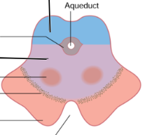 <p>Identify the tectum and tegmentum in this transverse view of the brainstem</p>