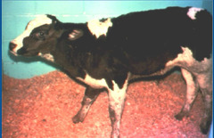 <p>This animal presented with progressive muscular rigidity, airplane ears, hypertonia, lockjaw, and limbs are resistant to passive flexion. Thoughts?</p>