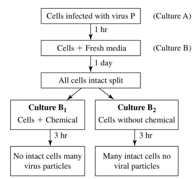 <p>25) In an experiment to investigate an uncharacterized virus, virus P, cells were infected with virus P. After one-hour, a sample of the culture was removed and found to contain both cells and free virus particles. The cells were removed from the sample and grown in fresh media (culture B). One day later a sample of culture B was examined and found to contain only intact cells. Culture B was split into two smaller cultures. A chemical was added to culture B1 but not added to culture B2. Examination of the culture contents after 3 hours reveals B1 contains no intact cells and many virus particles while B2 contains many intact cells and no viral particles. The figure represents the steps of the experiment and the results.</p><p>Which of the following best explains the results?</p><p>A) The chemical added to culture B1 caused the cells to lyse.</p><p>B) The cells in culture B2 were resistant to infection while the cells in B1 were not.</p><p>C) Virus P is capable of both lysogenic and lytic cycles.</p><p>D) Culture B1 was contaminated and infected with virus when the chemical was added.</p>