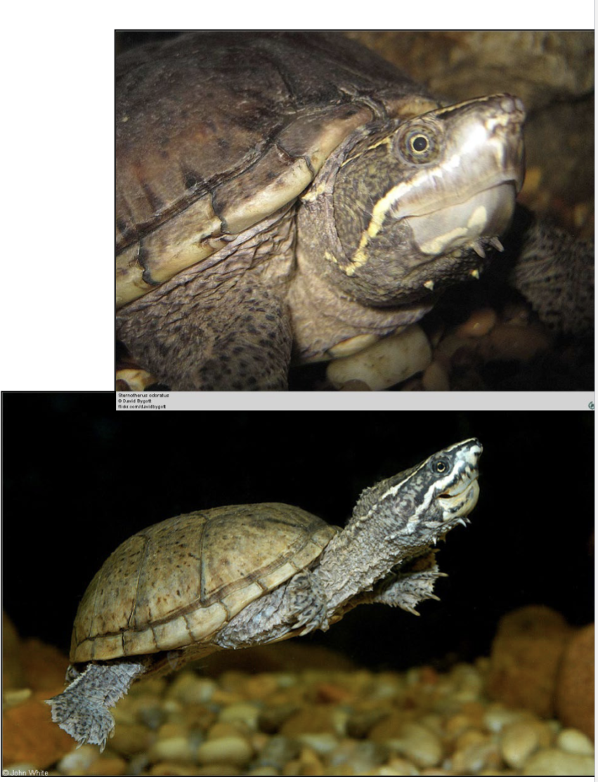 <p>brown shell, yellowish carapace with</p><p>11 scutes, nonfunctional hinge, barbells on</p><p>chin and neck; rectangular pectoral scutes;</p><p>pale yellow stripes on side of head</p><p><strong>glands that ooze orange substance</strong></p><p><strong>dist: </strong>cosmop. besides E KY</p><p>males: longer tail than females</p>