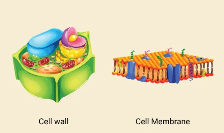 <p>Compare between Plasma Membrane and Cell Wall</p>