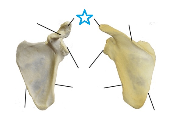 <p>Identify this bone feature labeled by the blue star and define its anatomical purpose.</p>