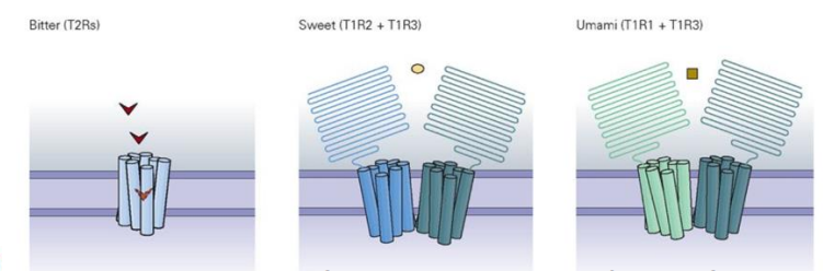 <ul><li><p>Unique receptors for sweet, bitter, and umami, but all are coupled to G protein gustducin</p><ul><li><p>Activation causes release of stored Ca2+ that opens cation channels, causing depolarization and release of neurotransmitter ATP</p></li></ul></li></ul><img src="https://assets.knowt.com/user-attachments/805b0a84-ba4b-4640-a360-e5bede966421.png" data-width="100%" data-align="center" alt="knowt flashcard image"><p></p>