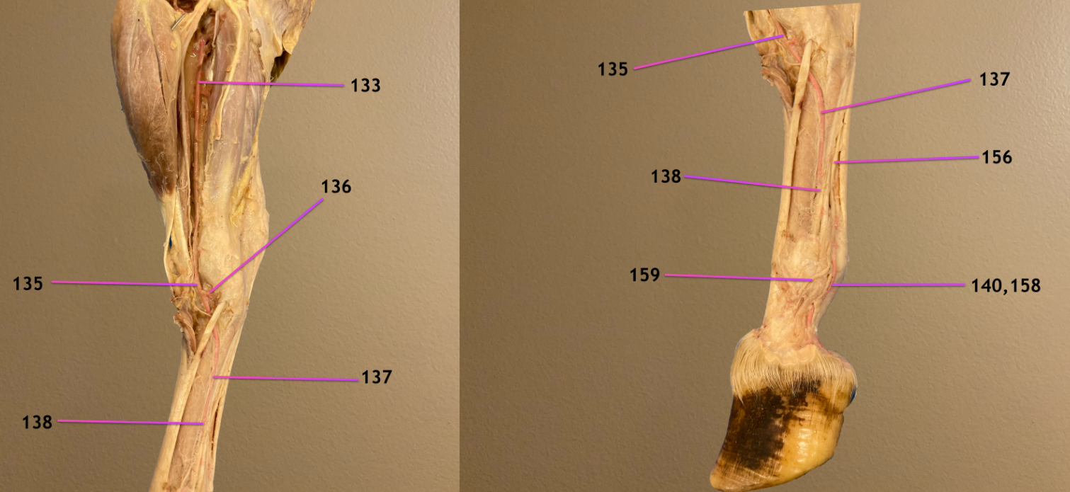 <p>left pic: dorsolateral view of crus &amp; metatarsus, cranial to left</p><p>rt pic: same view but of metatarsus &amp; hoof</p><p>.</p><p>label 137, 138, 140</p>