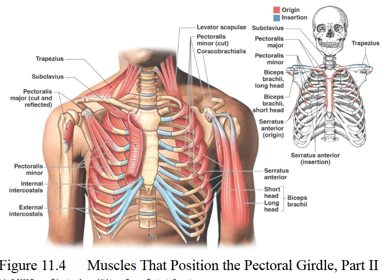 <p>Serratus anterior</p>
