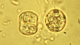 <p>DH - Cats</p><p>IH - Anything</p>