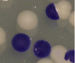 <p>Interpret the result of this Oxidase Test.</p>