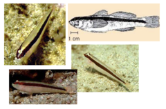 <p>Striped goby</p>