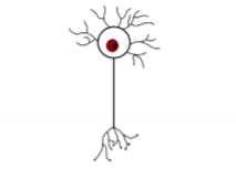 <p>Multipolär nervcell</p>