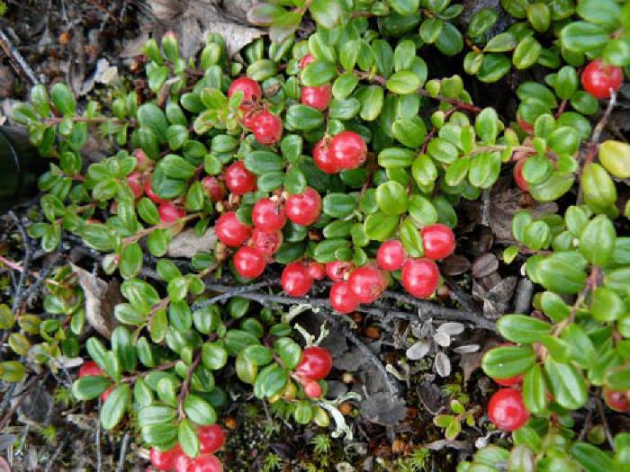 <p>Early Lowbush Blueberry</p>