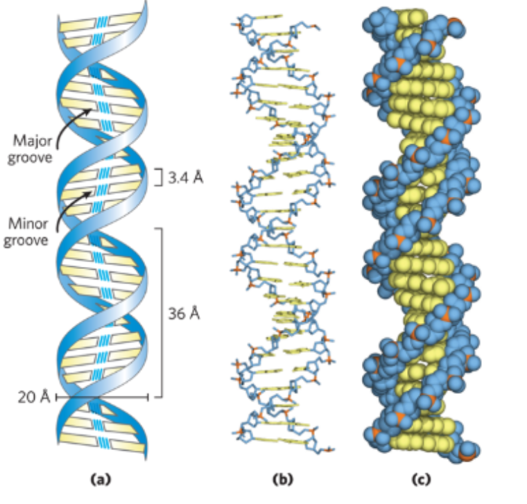 <p>In B-DNA where are the base pairs exposed in </p>