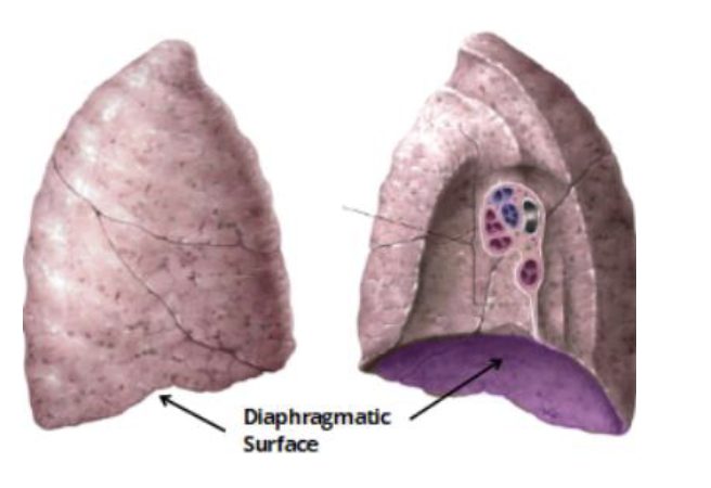 <ul><li><p>the base of the lung </p></li><li><p>surface that rests on the diaphragm </p></li></ul><p></p>