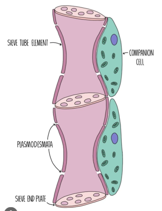 <ul><li><p>nucelus and other organelles present → provides metabollic support to sieve tube elements, helps with loading and unloading </p></li><li><p>transport proteins in plasma membrane → moves assimilates into and out the sieve tube elements</p></li><li><p>large number of mitochondria → provides ATP for the active transport of assimiliates into or out of the companion cells</p></li><li><p>plasmodesmata →link to sieve tube elements, allowing organic compound to move from companion cells into sieve tube elements </p></li></ul><p></p>