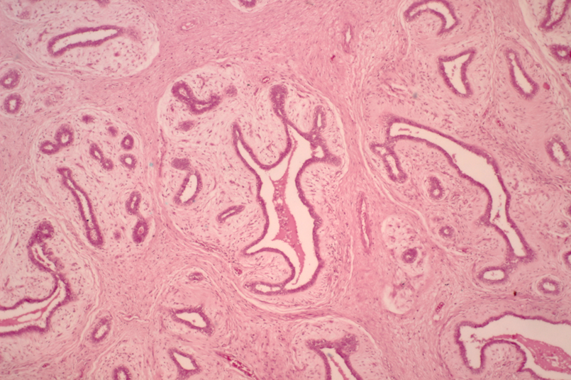 <p><span>Identify the organ in this image.</span></p>