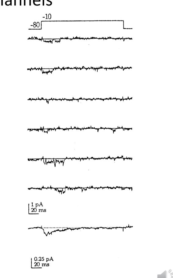 <p>Tiny unitary conductance</p><p>Transient activation (rapid inactivation)</p><p></p>