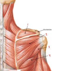 <p>What muscle is labeled 1?</p>