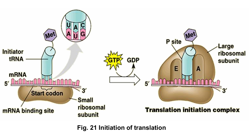 <ol><li><p>small ribosomal subunit binds to 5’ cap of mRNA and moves along mRNA in the 5’ to 3’ direction until it reaches the start codon</p></li><li><p>initiator amino acyl-tRNA complex with anticodon UAC binds (forms hydrogen bonds) to start codon (AUG) on mRNA (by complementary base pairing)</p></li><li><p>tRNA with anticodon UAC always carries the amino acid methionine → usually the first amino acid in a polypeptide chain</p></li><li><p>now the large subunit of the ribosome binds to the small subunit, and the initiator amino acyl-tRNA complex is positioned at the “P” site of ribosome (translation initiation complex)</p></li></ol><p></p>