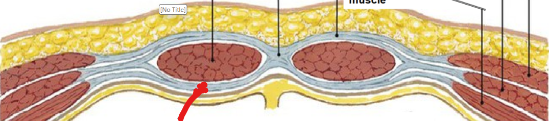 <p>ID muscle</p>