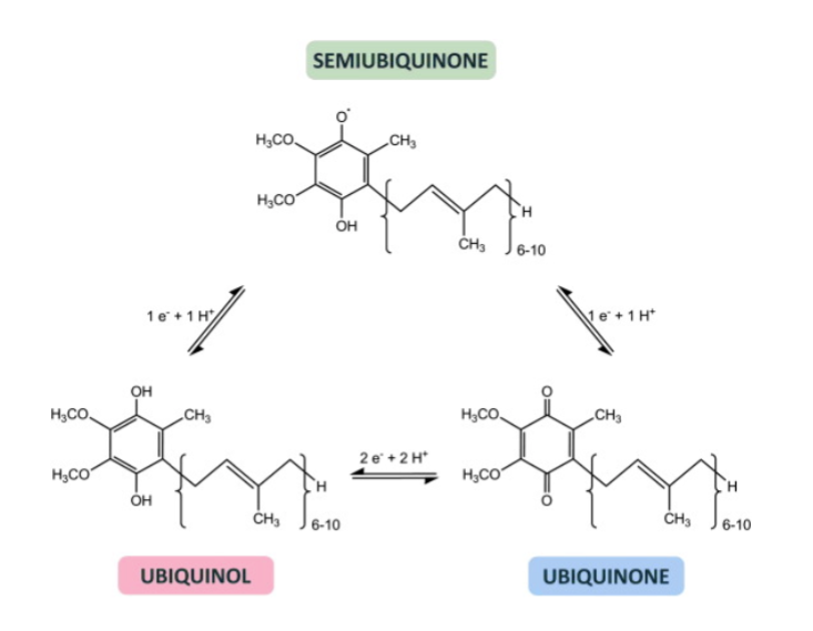 <p>Because some components of the ETC are obligate 1e- acceptors</p>